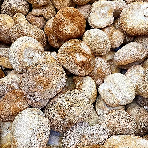 Dried Lion's Mane Mushroom (1lb) Y699