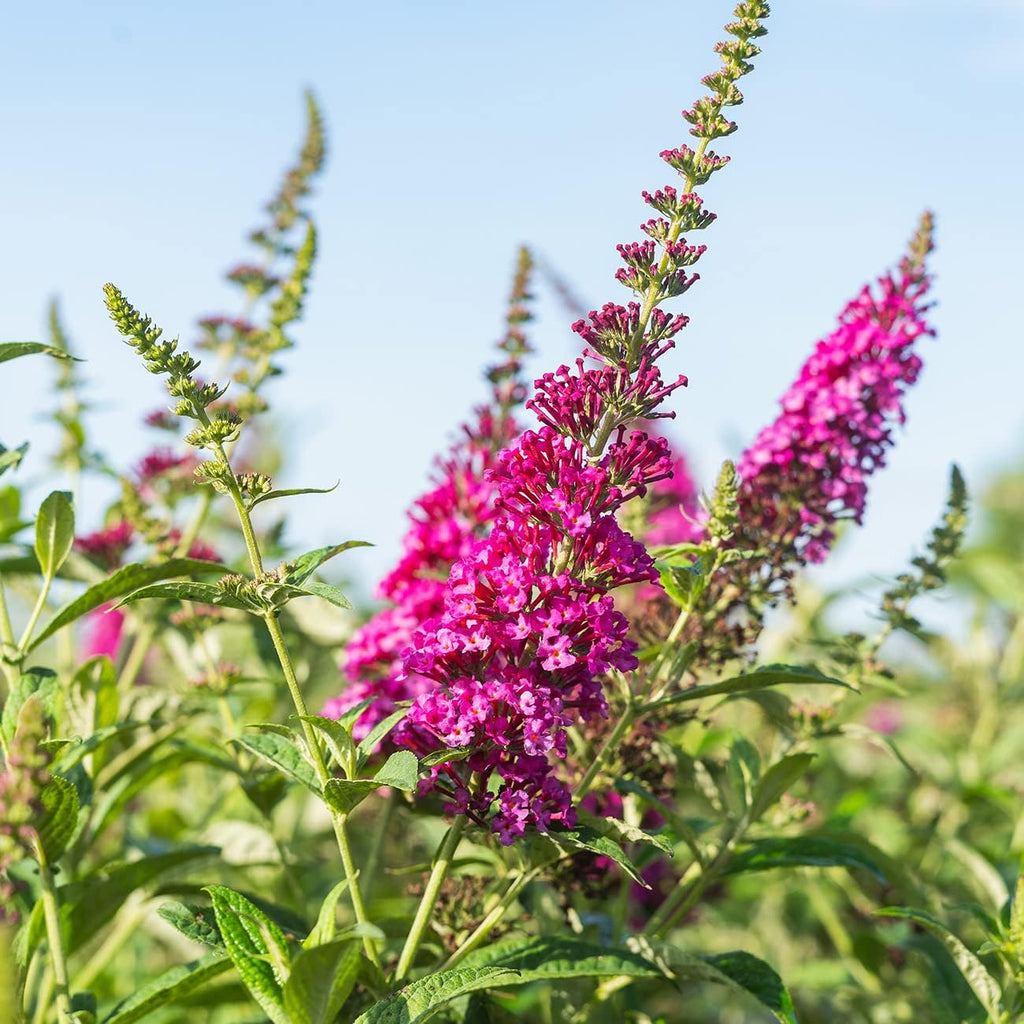 3 Gallon Butterfly Bush G823