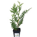 Green Giant Arborvitae Shrub S373