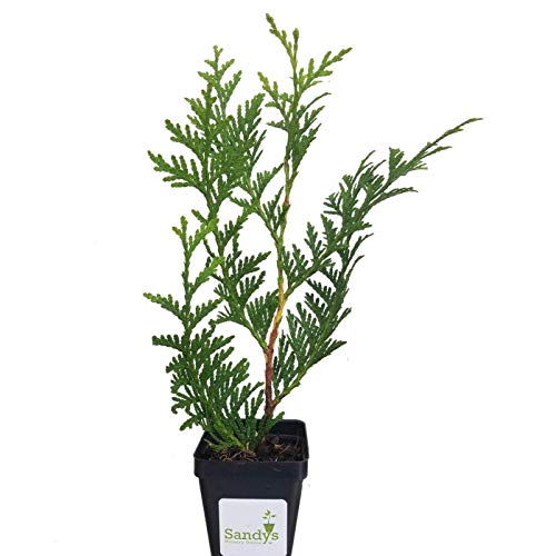 Green Giant Arborvitae Shrub S373