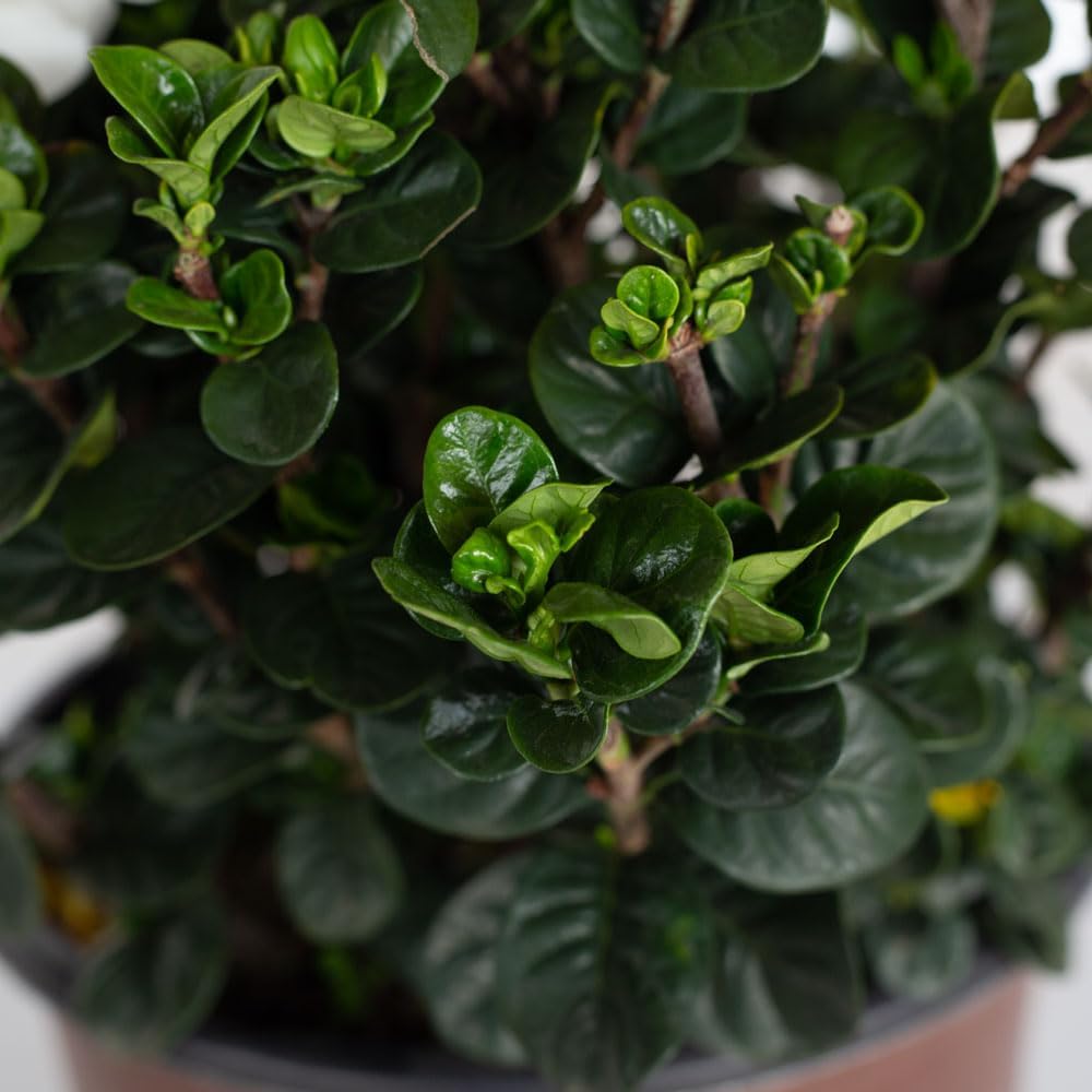 2.5 Quart White Gardenia W558497