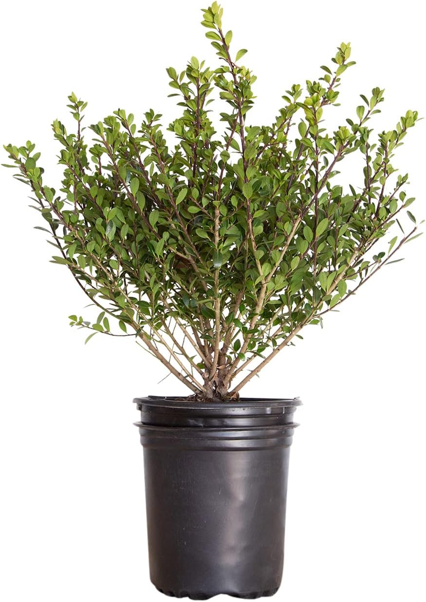 Compacta Japanese Holly Ilex (2.5 Quart) Live Evergreen Landscaping Shrub M13168