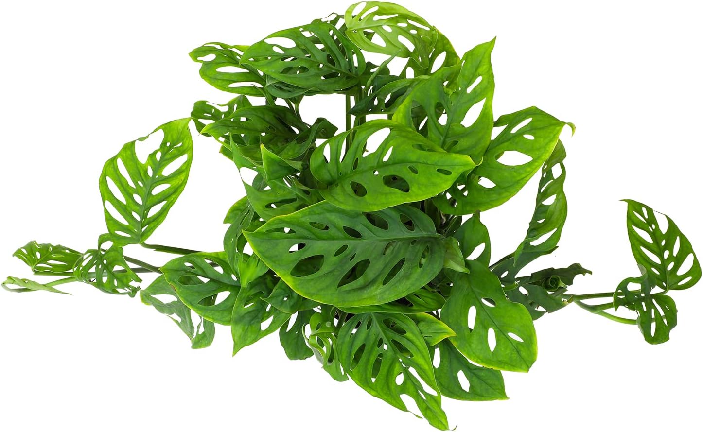 Swiss Cheese Monstera Adansonii Live Plant Hanging Basket X2703