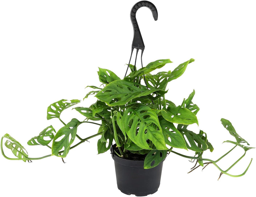 Swiss Cheese Monstera Adansonii Live Plant Hanging Basket X2703