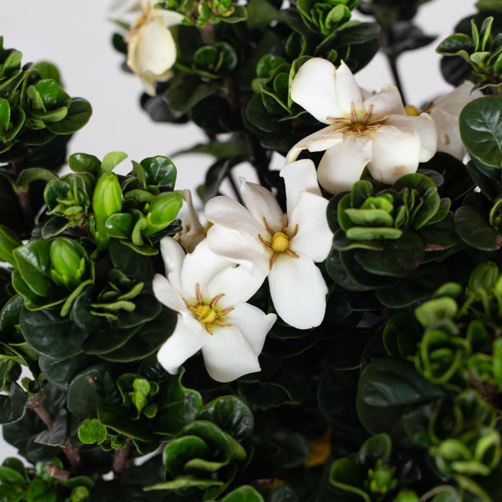 2.5 Quart White Gardenia W558497