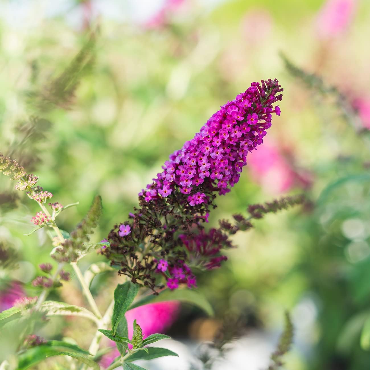 3 Gallon Butterfly Bush G823