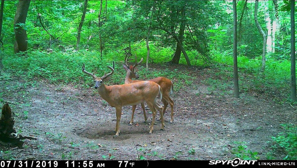 Cellular Trail Camera Twin Pack with Two SD Cards and Two Steel Cases W2357