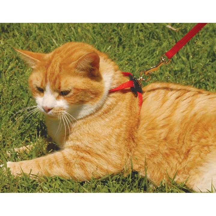 Adjustable Cat Harness S39498