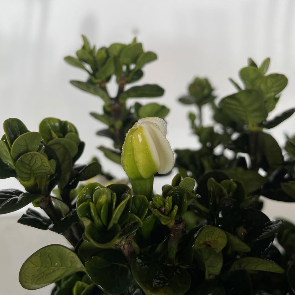 2.5 Quart White Gardenia W558497
