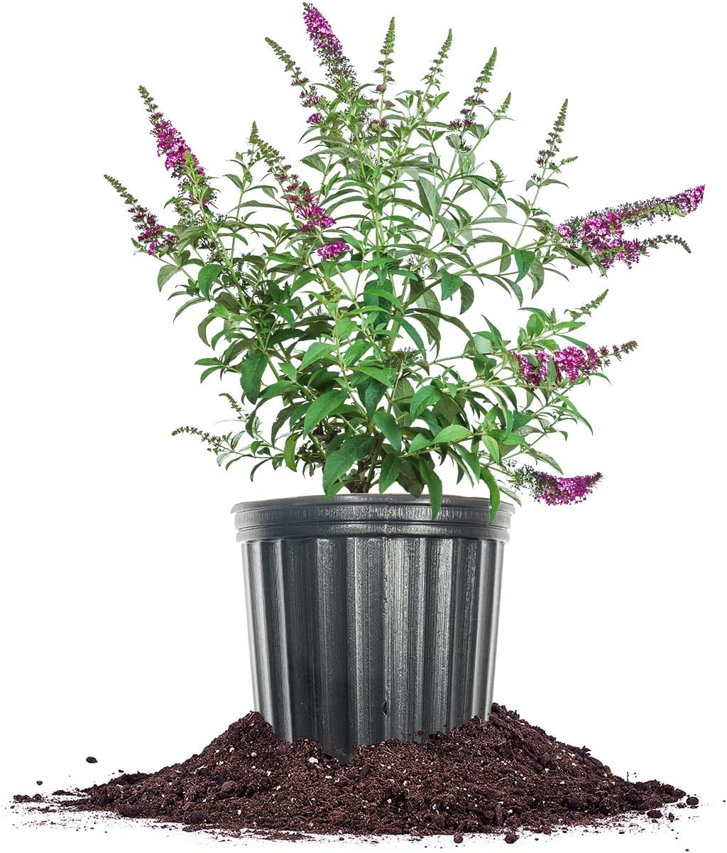 3 Gallon Butterfly Bush G823