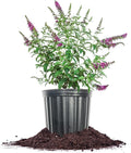3 Gallon Butterfly Bush G823