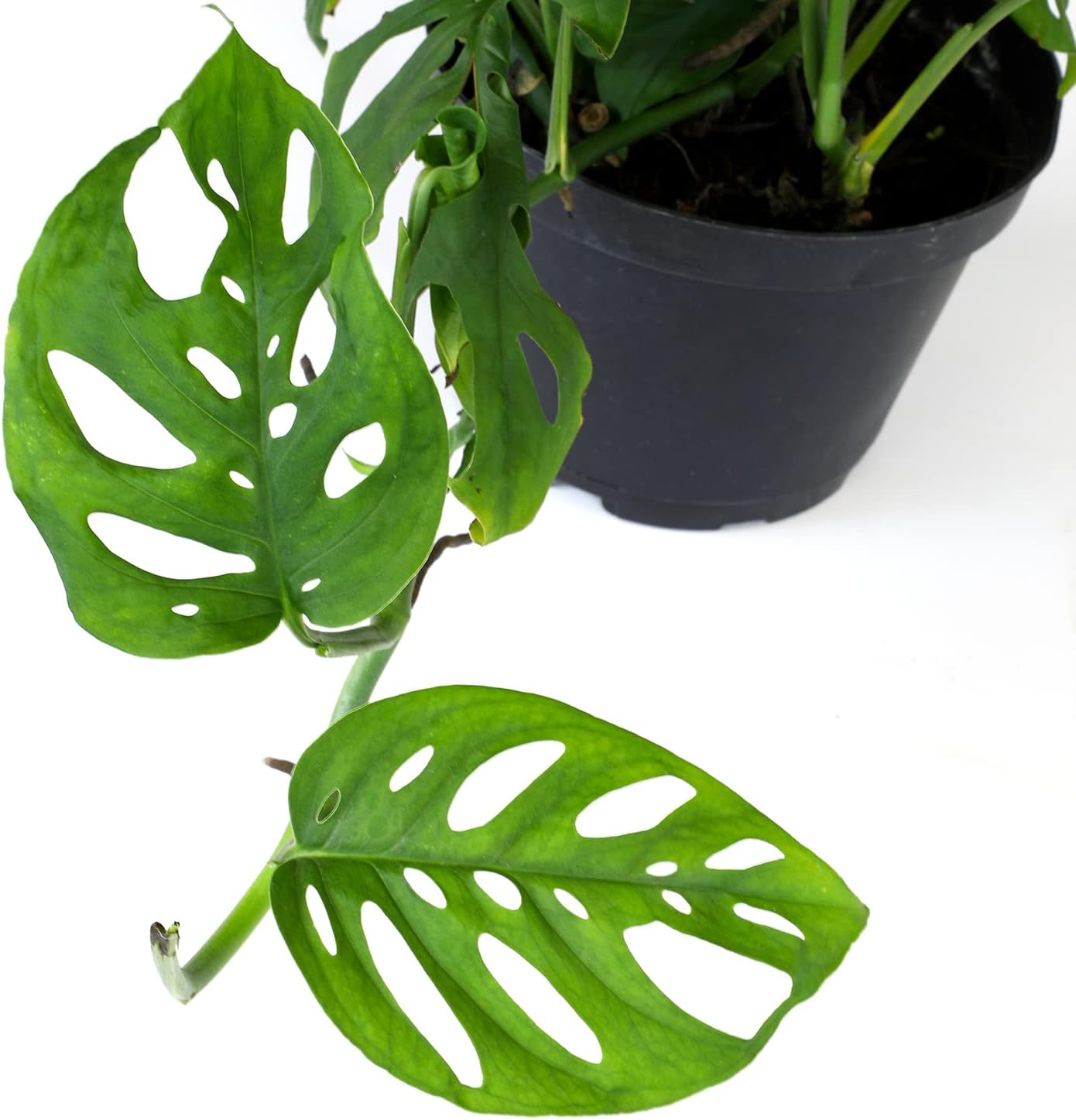 Swiss Cheese Monstera Adansonii Live Plant Hanging Basket X2703