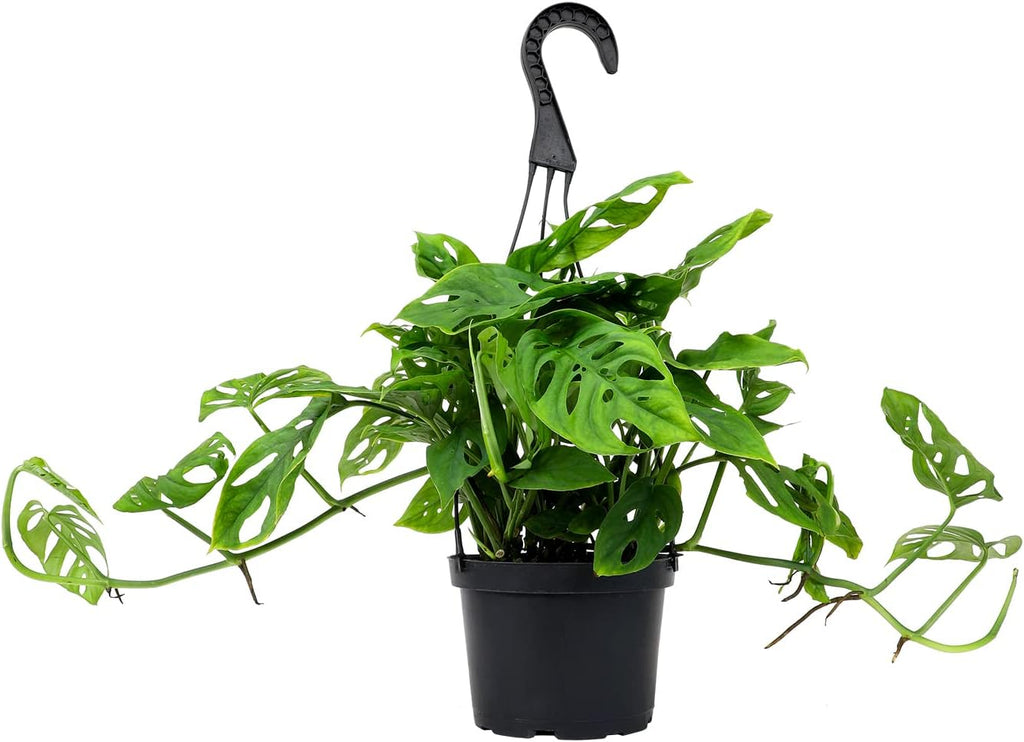 Swiss Cheese Monstera Adansonii Live Plant Hanging Basket X2703