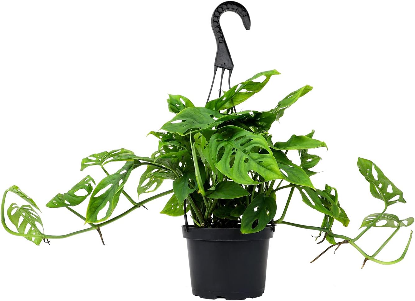 Swiss Cheese Monstera Adansonii Live Plant Hanging Basket X2703