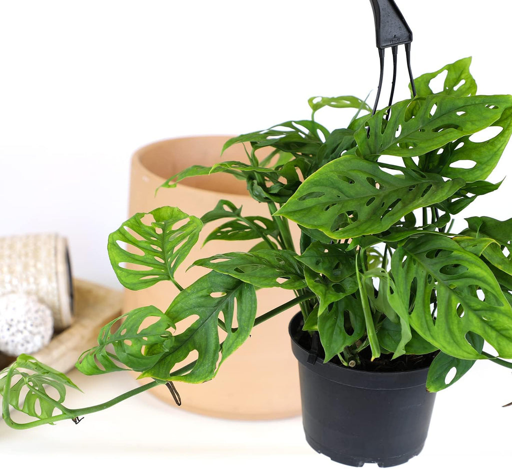 Swiss Cheese Monstera Adansonii Live Plant Hanging Basket X2703