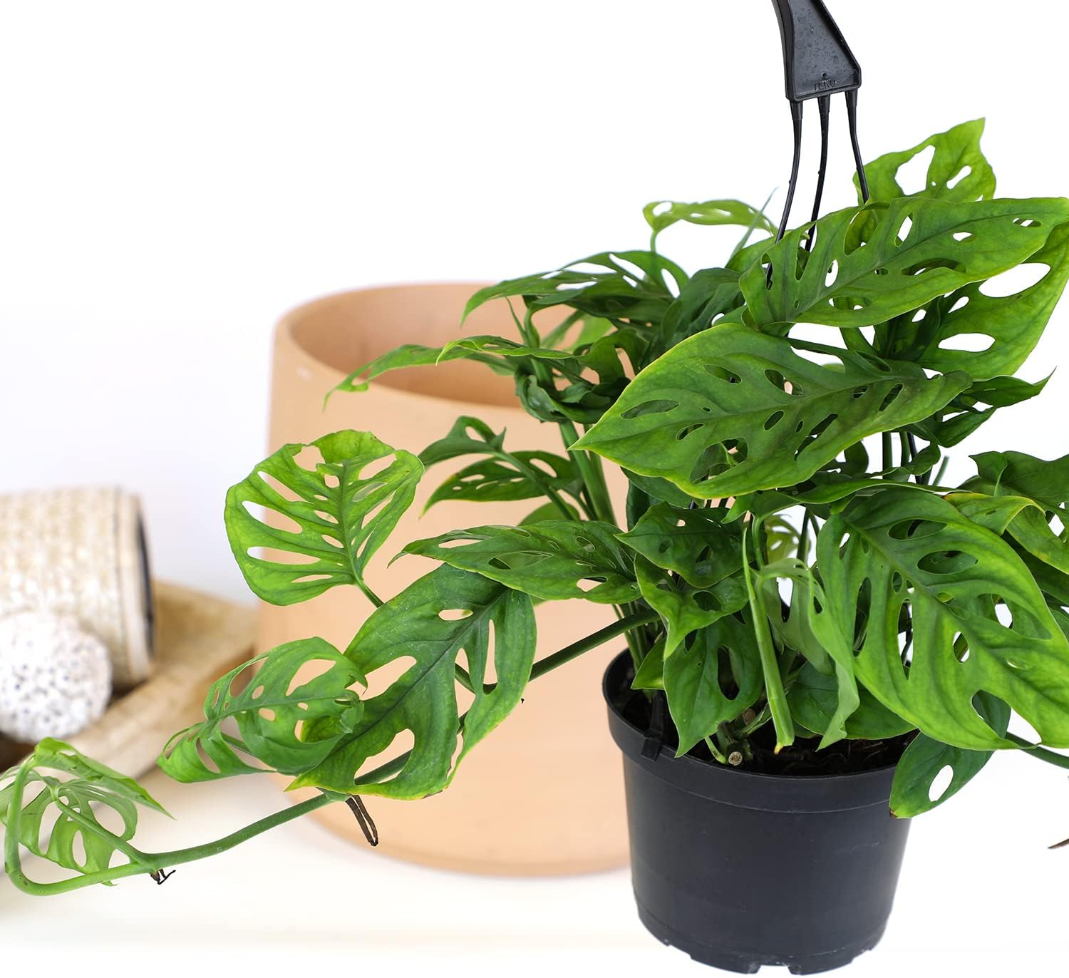 Swiss Cheese Monstera Adansonii Live Plant Hanging Basket X2703