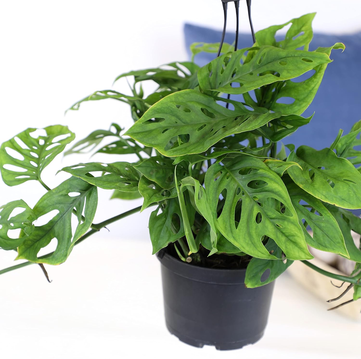 Swiss Cheese Monstera Adansonii Live Plant Hanging Basket X2703