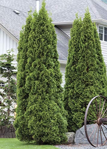 Green Giant Arborvitae Shrub S373