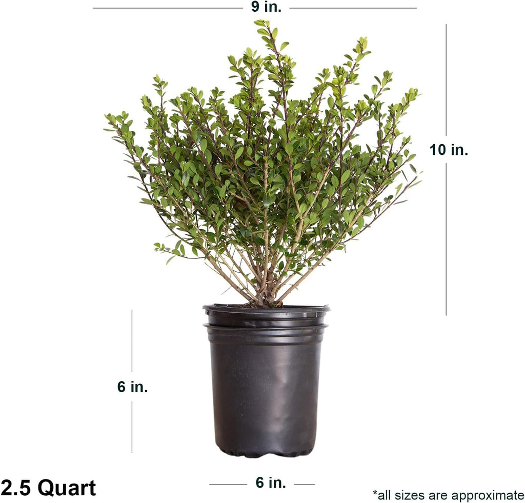 Compacta Japanese Holly Ilex (2.5 Quart) Live Evergreen Landscaping Shrub M13168