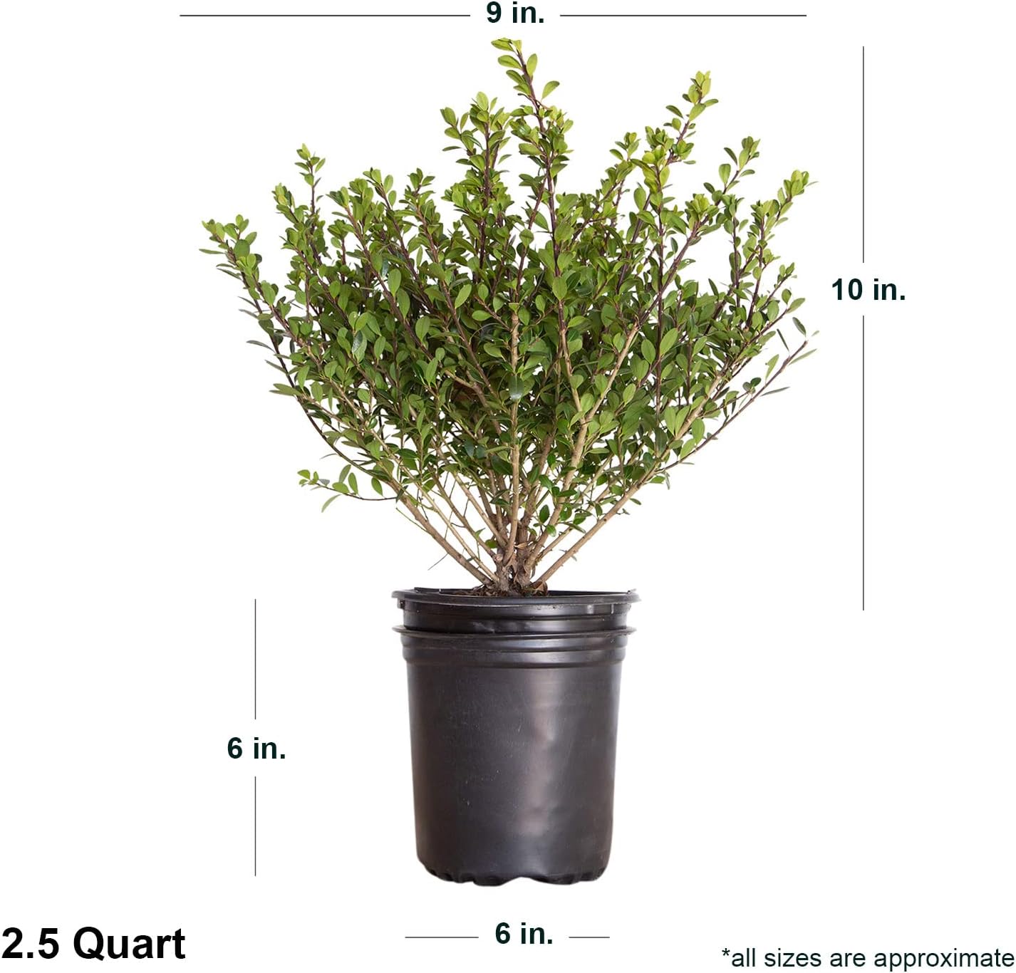 Compacta Japanese Holly Ilex (2.5 Quart) Live Evergreen Landscaping Shrub M13168