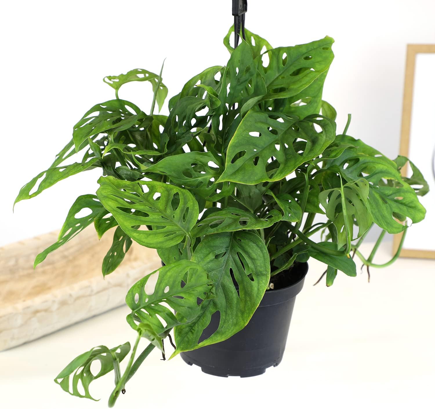 Swiss Cheese Monstera Adansonii Live Plant Hanging Basket X2703