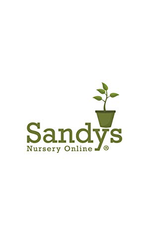 Green Giant Arborvitae Shrub S373