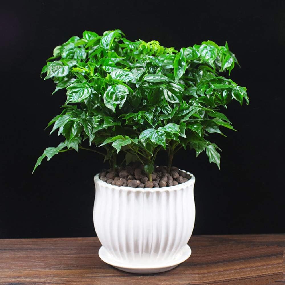 Ceramic Flower Plant Pots with Saucer, Set of 3 in Different Sizes N151755