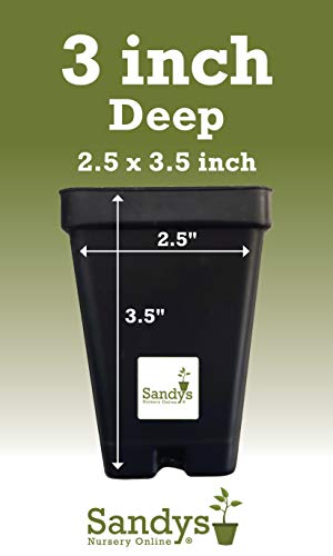 Green Giant Arborvitae Shrub S373