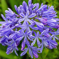 3 Bareroot Blue Agapanthus W88196