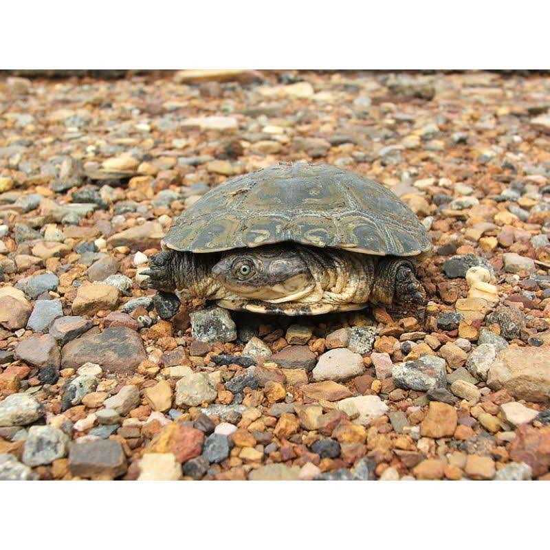 Aquatic Turtle Kit Y8314