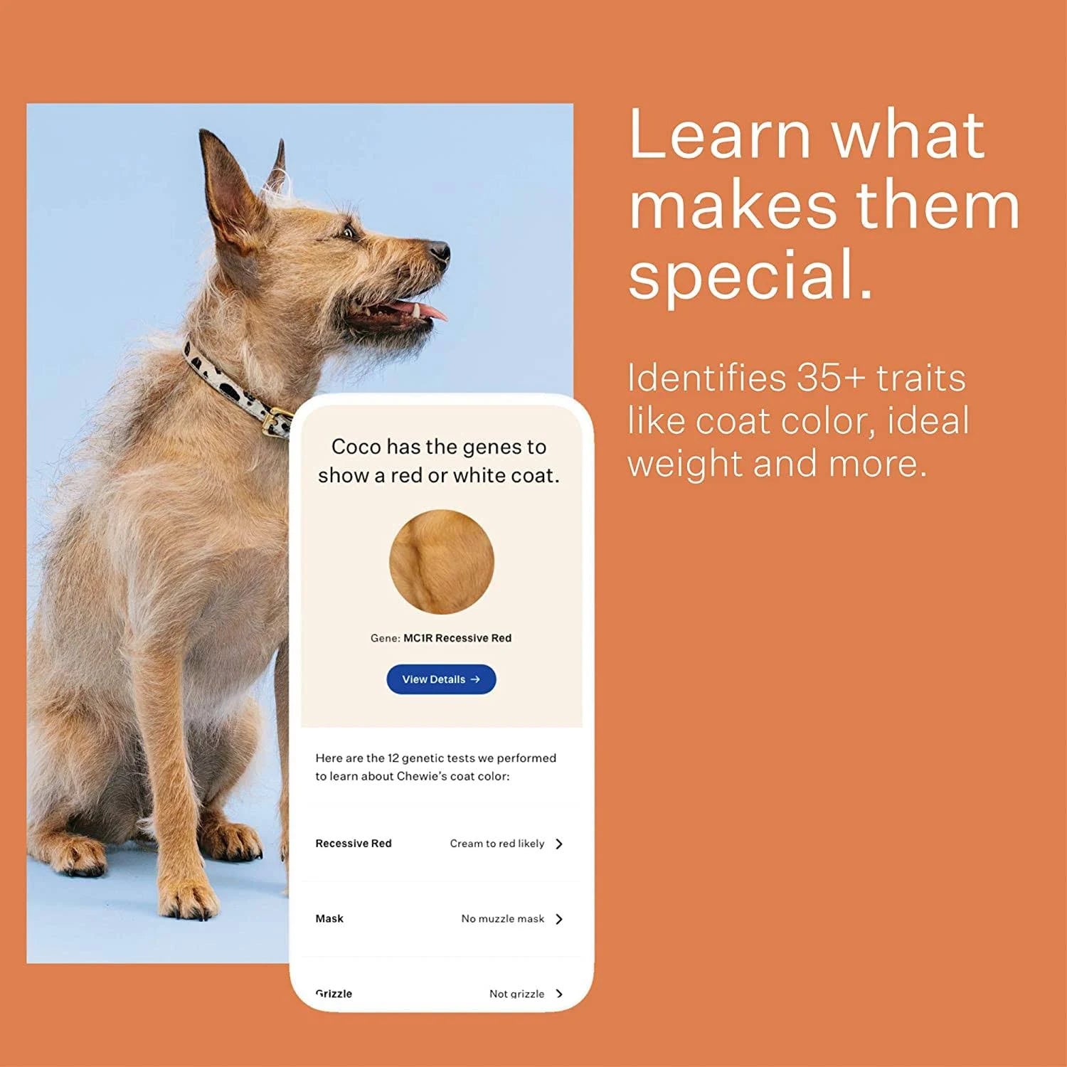 Dog Breed Identification DNA Test Kit Q431