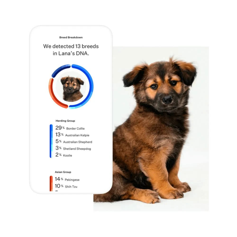 Dog Breed Identification DNA Test Kit Q431