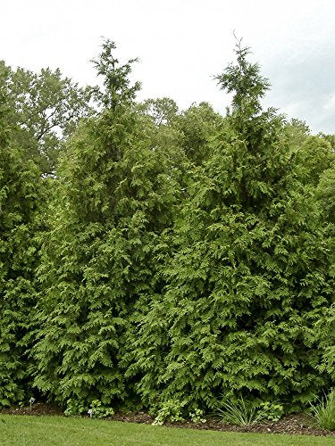 Green Giant Arborvitae Shrub S373