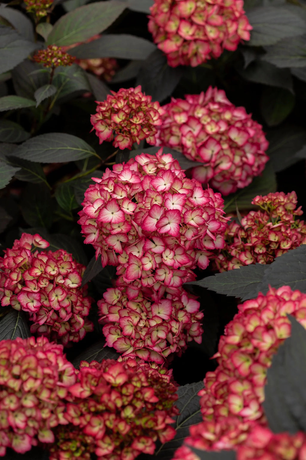Bigleaf Hydrangea V915404