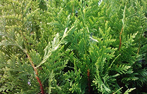 Green Giant Arborvitae Shrub S373