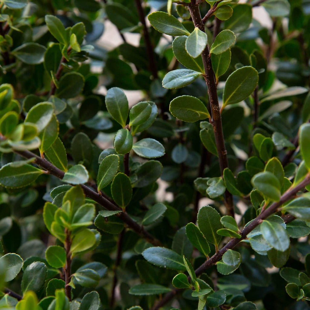 Compacta Japanese Holly Ilex (2.5 Quart) Live Evergreen Landscaping Shrub M13168