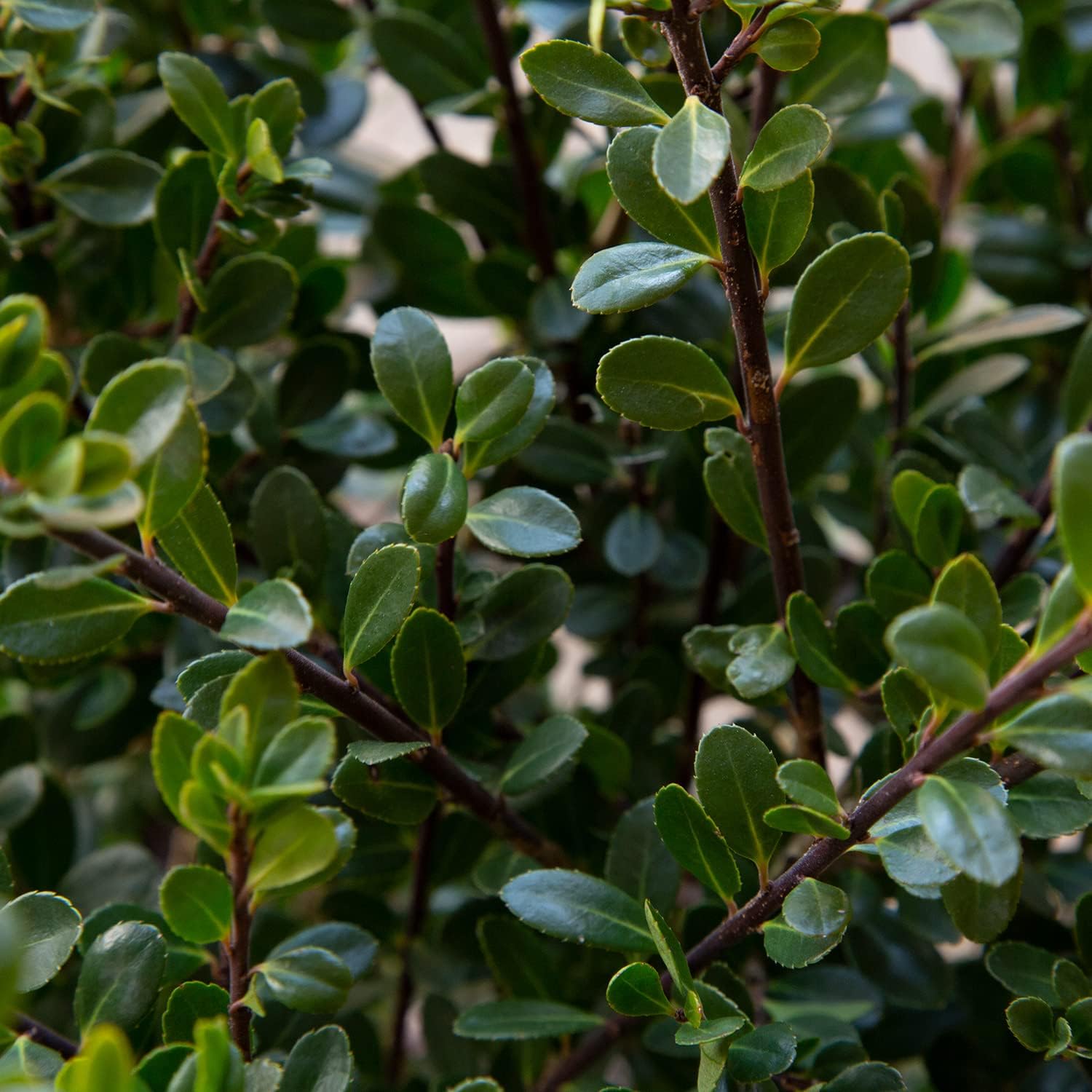 Compacta Japanese Holly Ilex (2.5 Quart) Live Evergreen Landscaping Shrub M13168