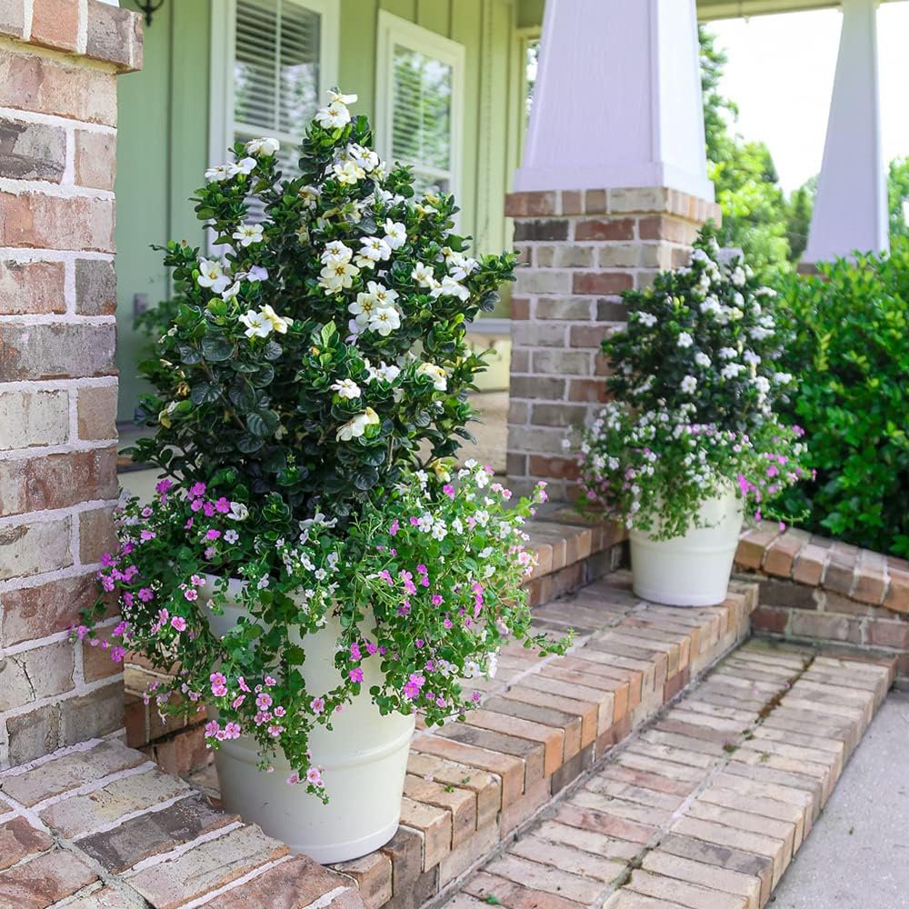 2.5 Quart White Gardenia W558497