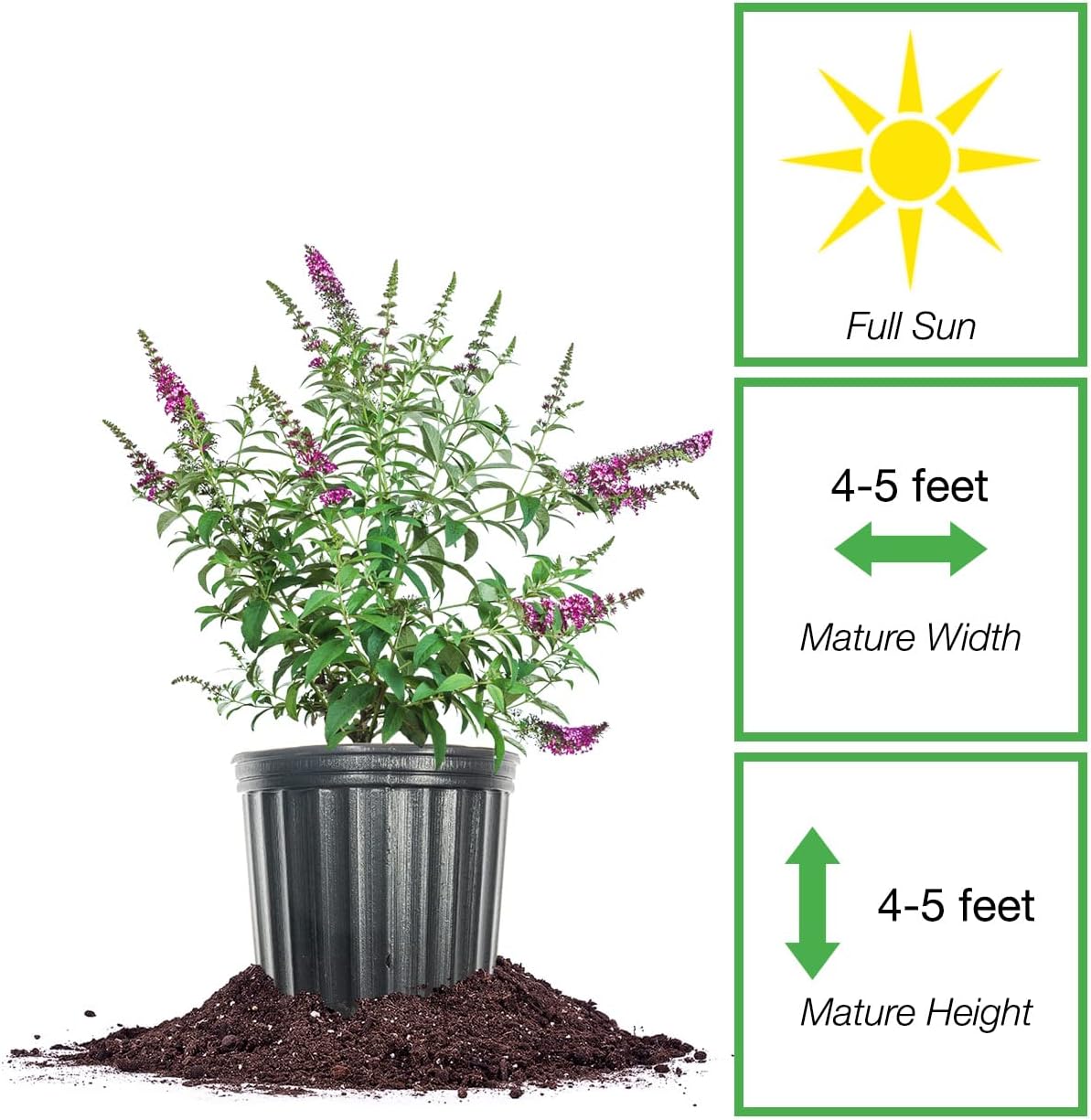 3 Gallon Butterfly Bush G823