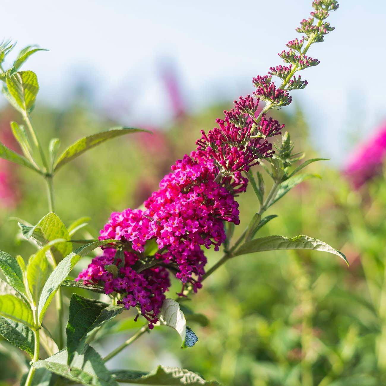 3 Gallon Butterfly Bush G823