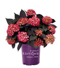 Bigleaf Hydrangea V915404
