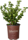 2.5 Quart White Gardenia W558497