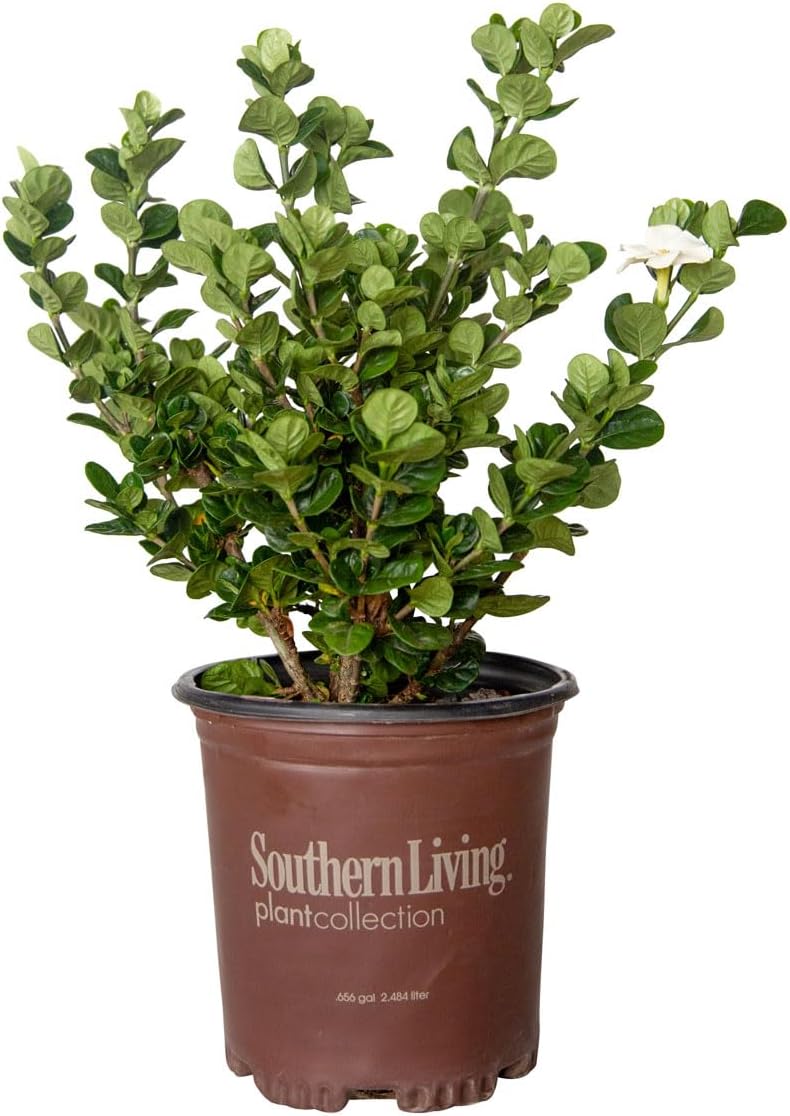 2.5 Quart White Gardenia W558497