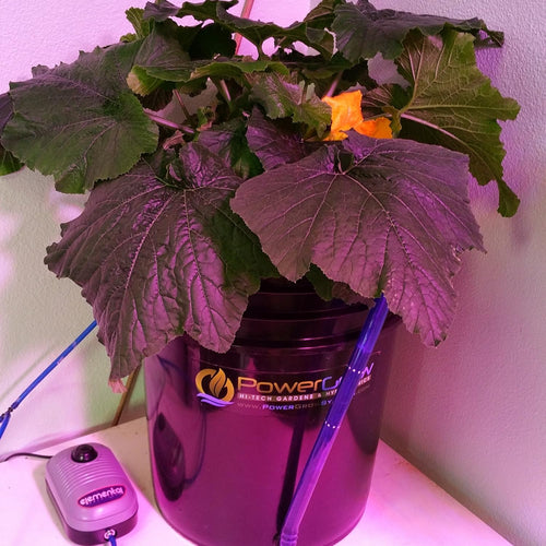 10 inch 5 Gallon Hydroponic Bucket Kit E10851