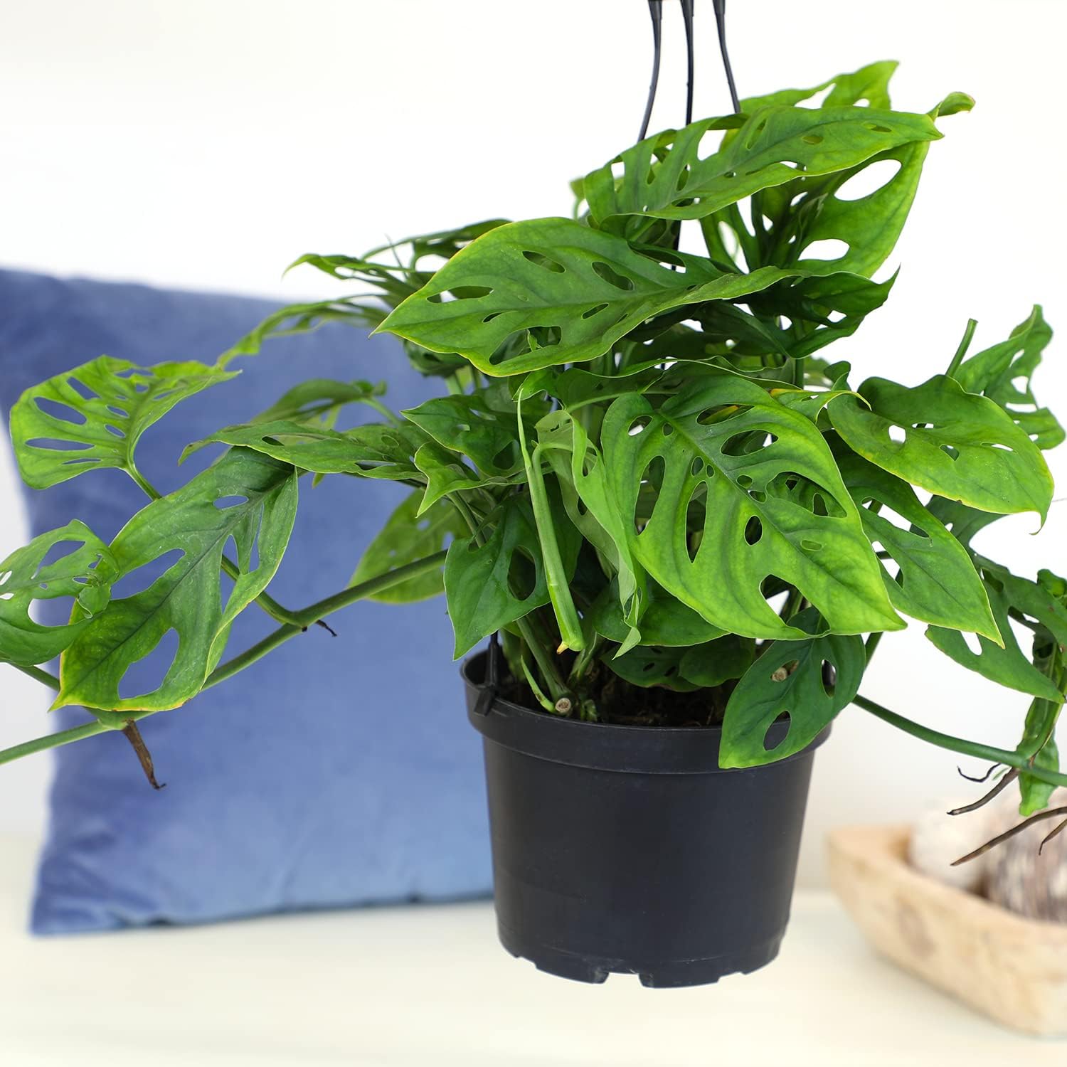 Swiss Cheese Monstera Adansonii Live Plant Hanging Basket X2703