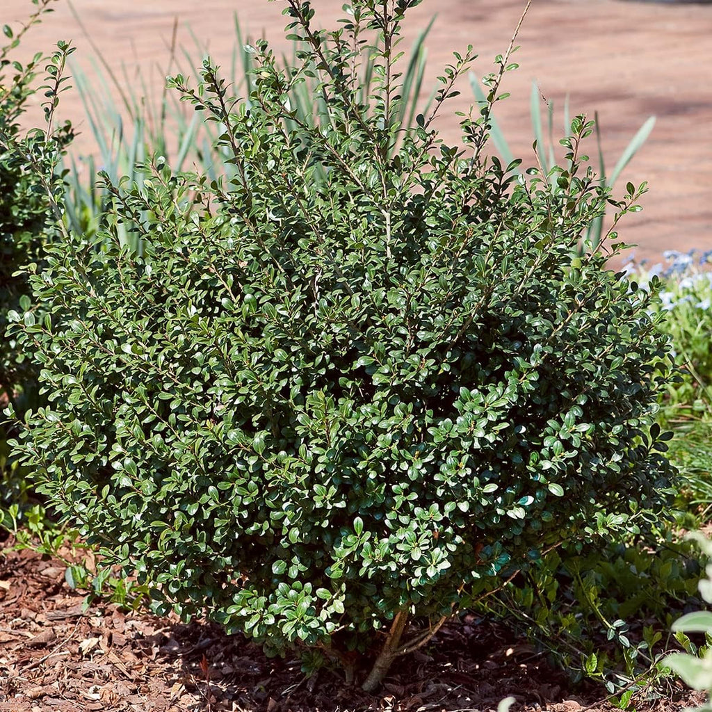 Compacta Japanese Holly Ilex (2.5 Quart) Live Evergreen Landscaping Shrub M13168